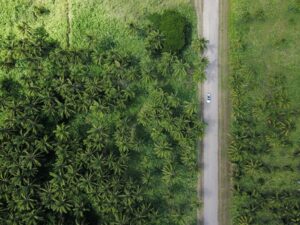 A birds eye view of a road thorugh a forst