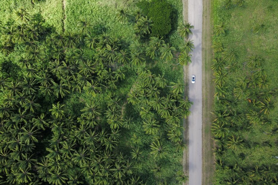 A birds eye view of a road thorugh a forst